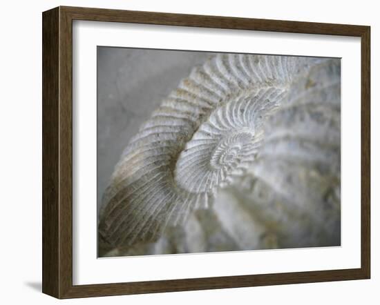 Fossil Shells I-Nicole Katano-Framed Photo