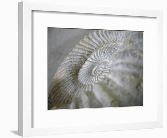 Fossil Shells I-Nicole Katano-Framed Photo