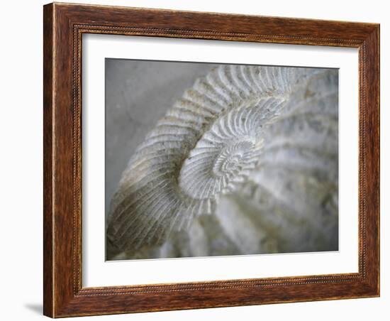 Fossil Shells I-Nicole Katano-Framed Photo