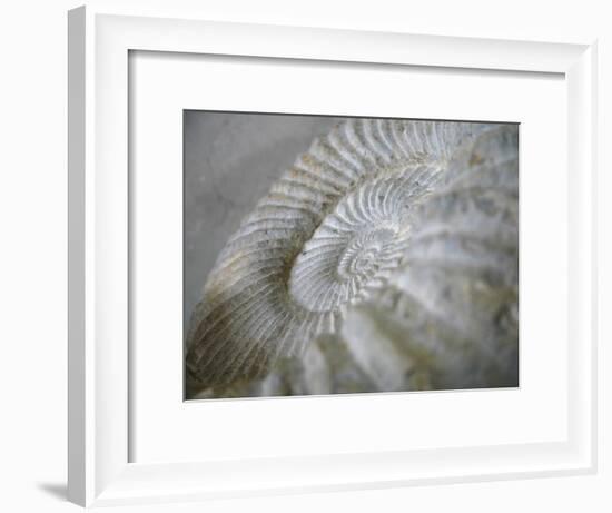 Fossil Shells I-Nicole Katano-Framed Photo