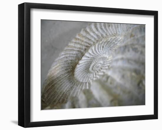 Fossil Shells I-Nicole Katano-Framed Photo