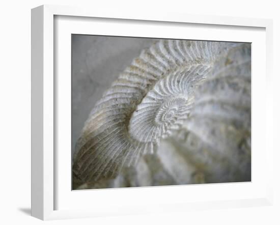 Fossil Shells I-Nicole Katano-Framed Photo