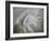 Fossil Shells I-Nicole Katano-Framed Photo