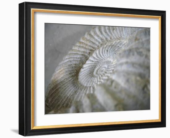 Fossil Shells I-Nicole Katano-Framed Photo
