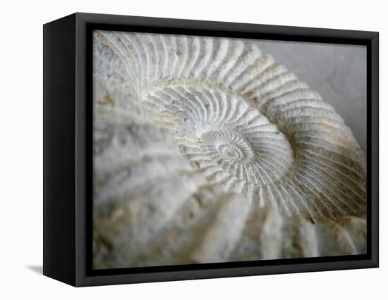 Fossil Shells II-Nicole Katano-Framed Stretched Canvas