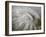 Fossil Shells II-Nicole Katano-Framed Photo