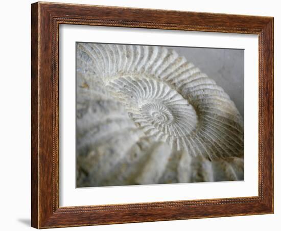 Fossil Shells II-Nicole Katano-Framed Photo