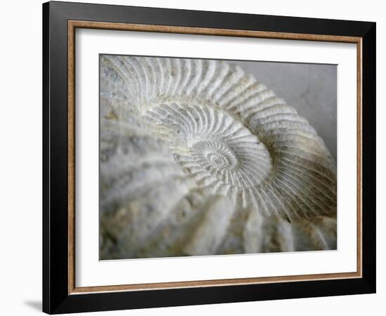 Fossil Shells II-Nicole Katano-Framed Photo