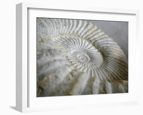 Fossil Shells II-Nicole Katano-Framed Photo