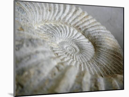 Fossil Shells II-Nicole Katano-Mounted Photo