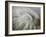 Fossil Shells II-Nicole Katano-Framed Photo