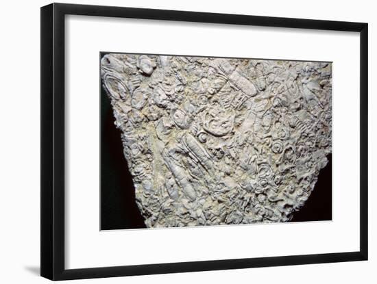 Fossil shells in limestone. Artist: Unknown-Unknown-Framed Giclee Print