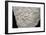 Fossil shells in limestone. Artist: Unknown-Unknown-Framed Giclee Print