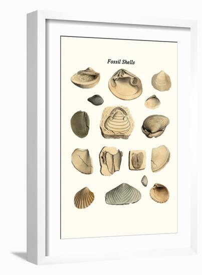 Fossil Shells-James Parkinson-Framed Art Print