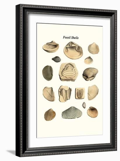 Fossil Shells-James Parkinson-Framed Art Print