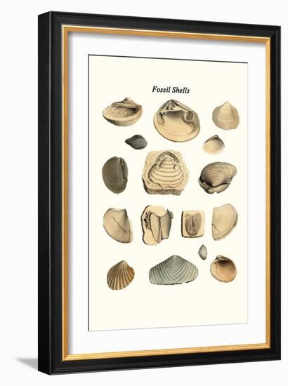 Fossil Shells-James Parkinson-Framed Art Print