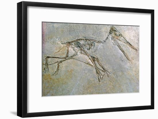 Fossil skeleton of a Pteradactyl-Unknown-Framed Giclee Print