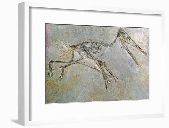 Fossil skeleton of a Pteradactyl-Unknown-Framed Giclee Print