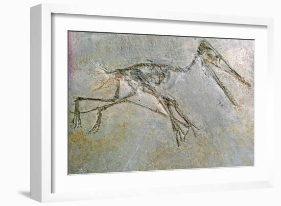 Fossil skeleton of a Pteradactyl-Unknown-Framed Giclee Print