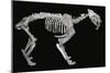 Fossil skeleton of a sabre-toothed tiger-Unknown-Mounted Giclee Print