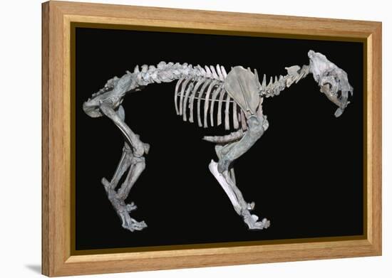 Fossil skeleton of a sabre-toothed tiger-Unknown-Framed Premier Image Canvas