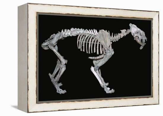 Fossil skeleton of a sabre-toothed tiger-Unknown-Framed Premier Image Canvas