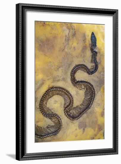 Fossil Snake from the Messel Lake Oil Shale Deposit-null-Framed Photographic Print