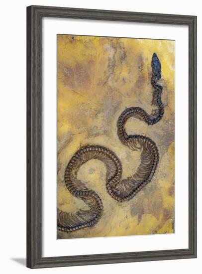 Fossil Snake from the Messel Lake Oil Shale Deposit-null-Framed Photographic Print