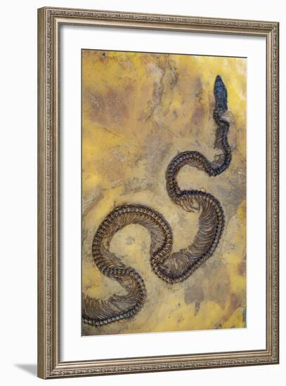 Fossil Snake from the Messel Lake Oil Shale Deposit-null-Framed Photographic Print