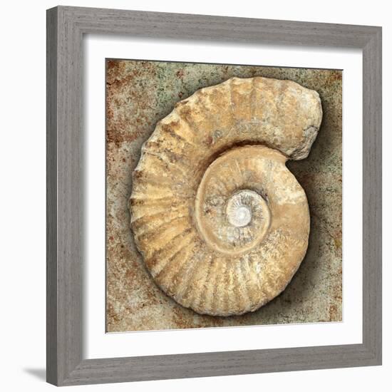 Fossil Spiral Snail Stone Real Ancient Petrified Shell over Limestone-Natureworld-Framed Photographic Print