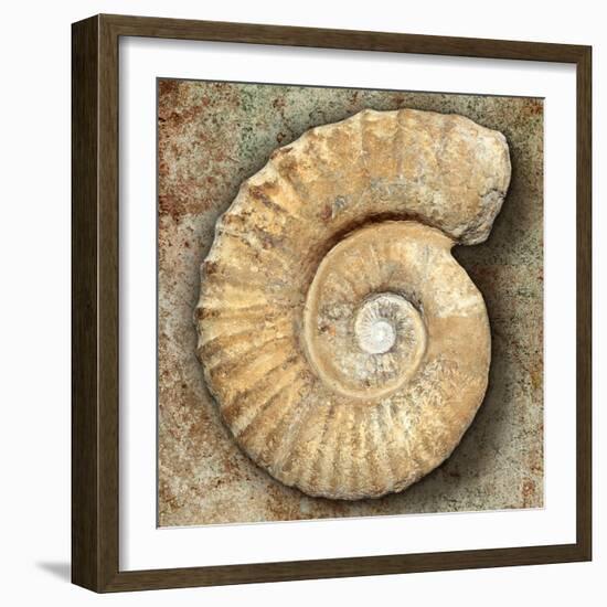 Fossil Spiral Snail Stone Real Ancient Petrified Shell over Limestone-Natureworld-Framed Photographic Print