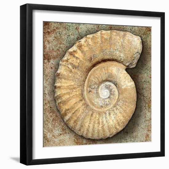 Fossil Spiral Snail Stone Real Ancient Petrified Shell over Limestone-Natureworld-Framed Photographic Print