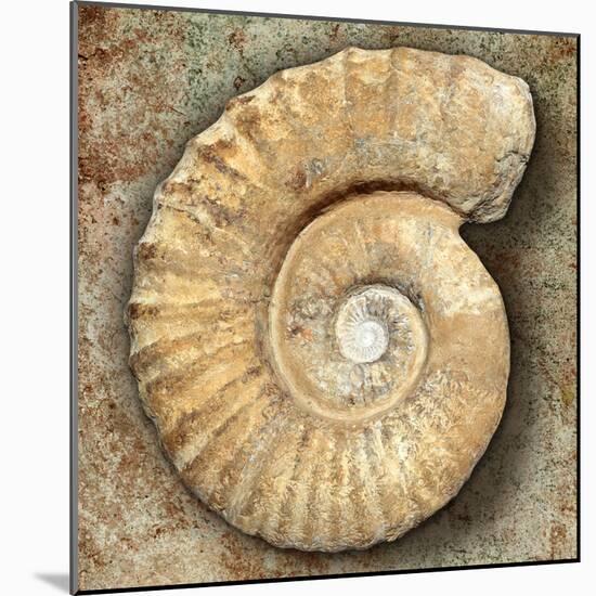Fossil Spiral Snail Stone Real Ancient Petrified Shell over Limestone-Natureworld-Mounted Photographic Print