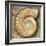 Fossil Spiral Snail Stone Real Ancient Petrified Shell over Limestone-Natureworld-Framed Photographic Print