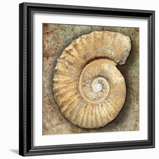 Fossil Spiral Snail Stone Real Ancient Petrified Shell over Limestone-Natureworld-Framed Photographic Print