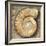 Fossil Spiral Snail Stone Real Ancient Petrified Shell over Limestone-Natureworld-Framed Photographic Print