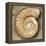 Fossil Spiral Snail Stone Real Ancient Petrified Shell over Limestone-Natureworld-Framed Premier Image Canvas