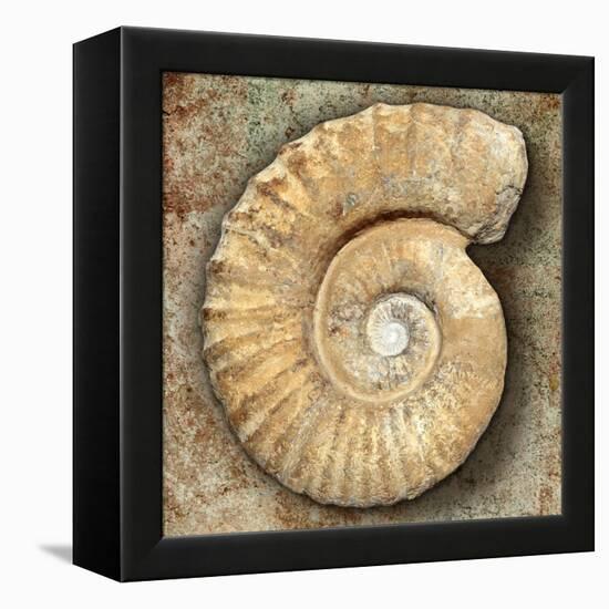 Fossil Spiral Snail Stone Real Ancient Petrified Shell over Limestone-Natureworld-Framed Premier Image Canvas