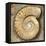 Fossil Spiral Snail Stone Real Ancient Petrified Shell over Limestone-Natureworld-Framed Premier Image Canvas