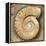 Fossil Spiral Snail Stone Real Ancient Petrified Shell over Limestone-Natureworld-Framed Premier Image Canvas