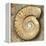 Fossil Spiral Snail Stone Real Ancient Petrified Shell over Limestone-Natureworld-Framed Premier Image Canvas