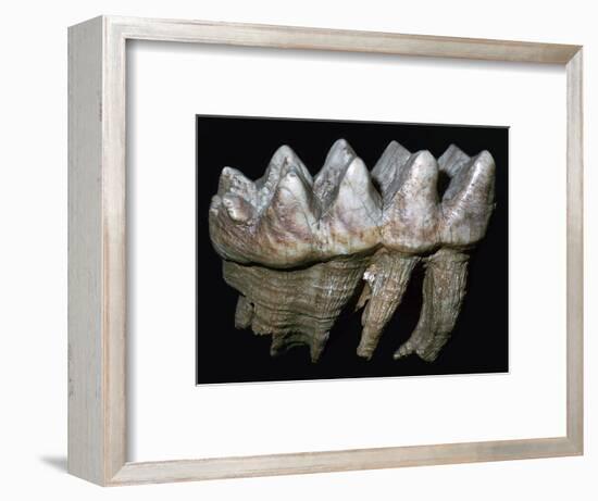 Fossil tooth of a mastodon-Unknown-Framed Giclee Print
