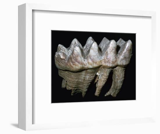 Fossil tooth of a mastodon-Unknown-Framed Giclee Print