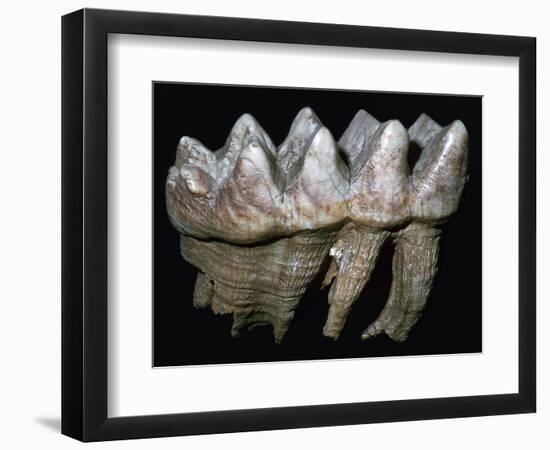 Fossil tooth of a mastodon-Unknown-Framed Giclee Print