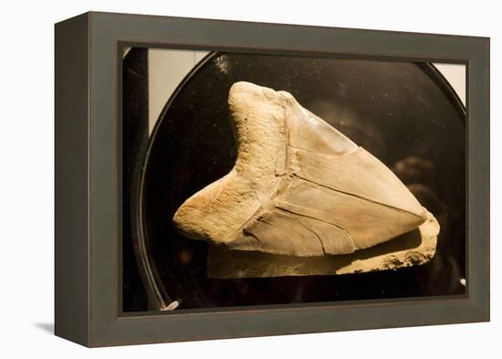 Fossil Tooth of Megalodon or Megatooth Shark Oceanopolis-null-Framed Premier Image Canvas