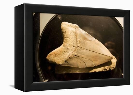 Fossil Tooth of Megalodon or Megatooth Shark Oceanopolis-null-Framed Premier Image Canvas