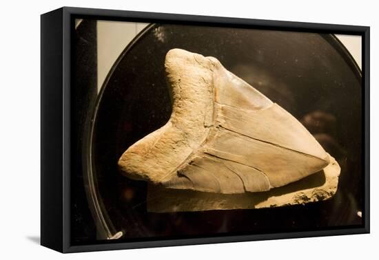 Fossil Tooth of Megalodon or Megatooth Shark Oceanopolis-null-Framed Premier Image Canvas