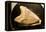 Fossil Tooth of Megalodon or Megatooth Shark Oceanopolis-null-Framed Premier Image Canvas