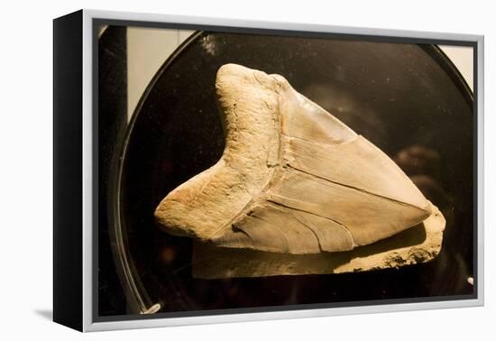Fossil Tooth of Megalodon or Megatooth Shark Oceanopolis-null-Framed Premier Image Canvas
