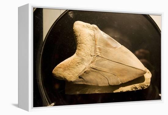 Fossil Tooth of Megalodon or Megatooth Shark Oceanopolis-null-Framed Premier Image Canvas